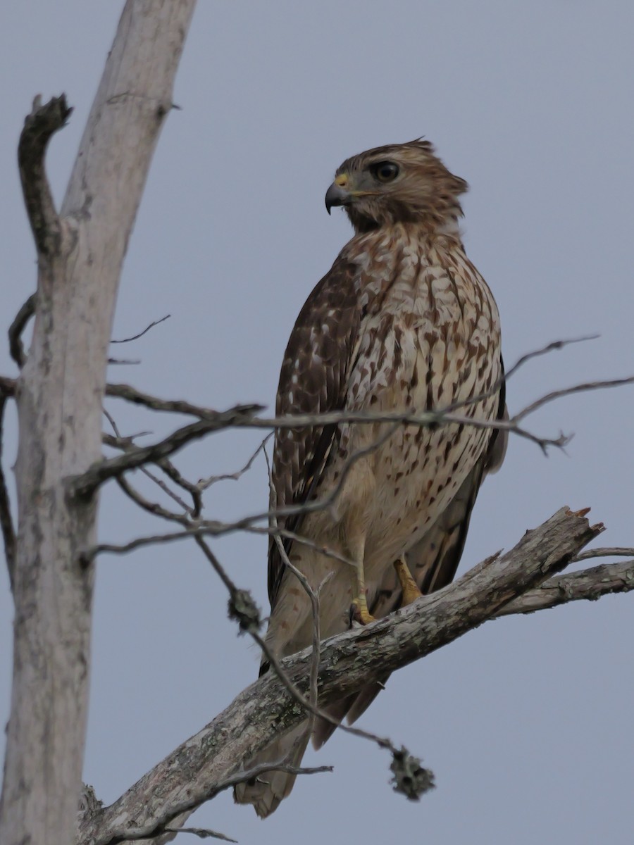 Красноплечий канюк - ML645625224