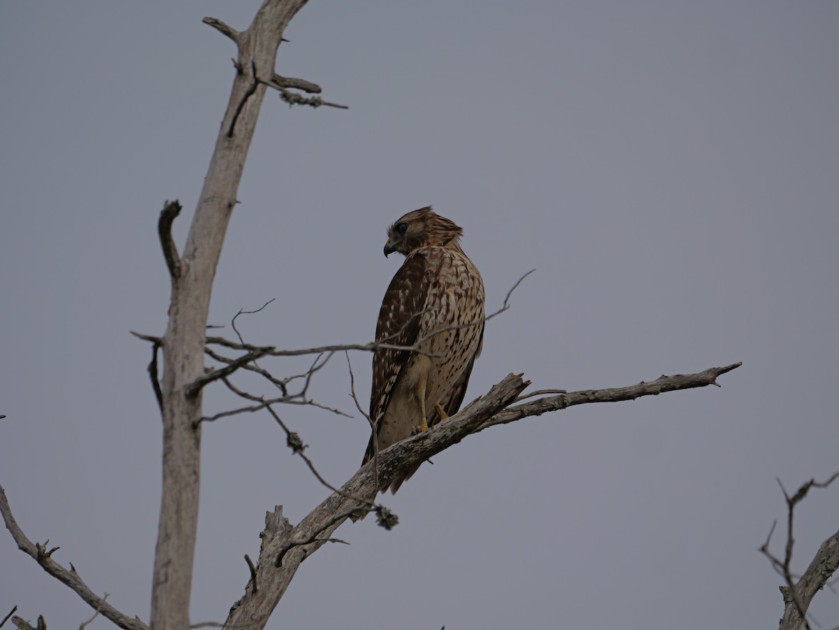 Красноплечий канюк - ML645625225