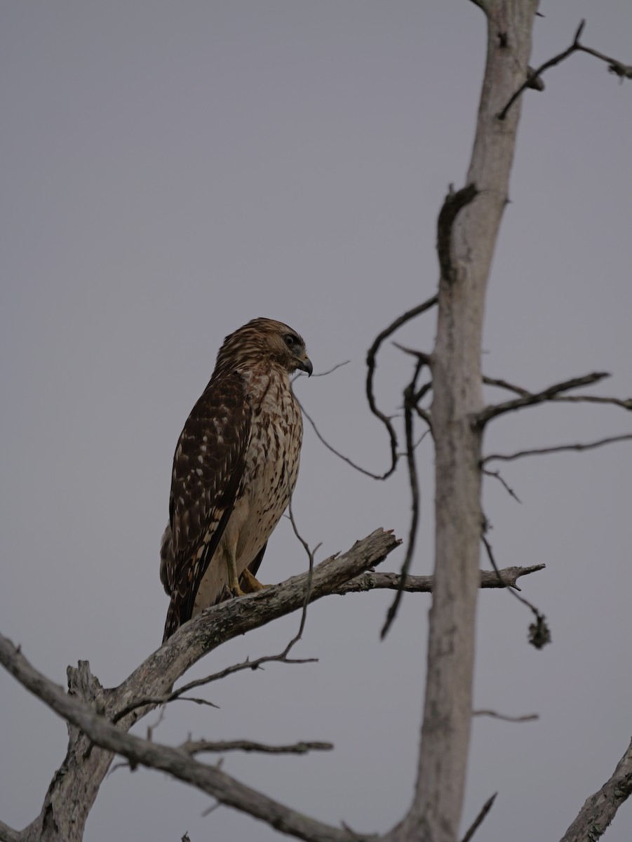 Красноплечий канюк - ML645625226