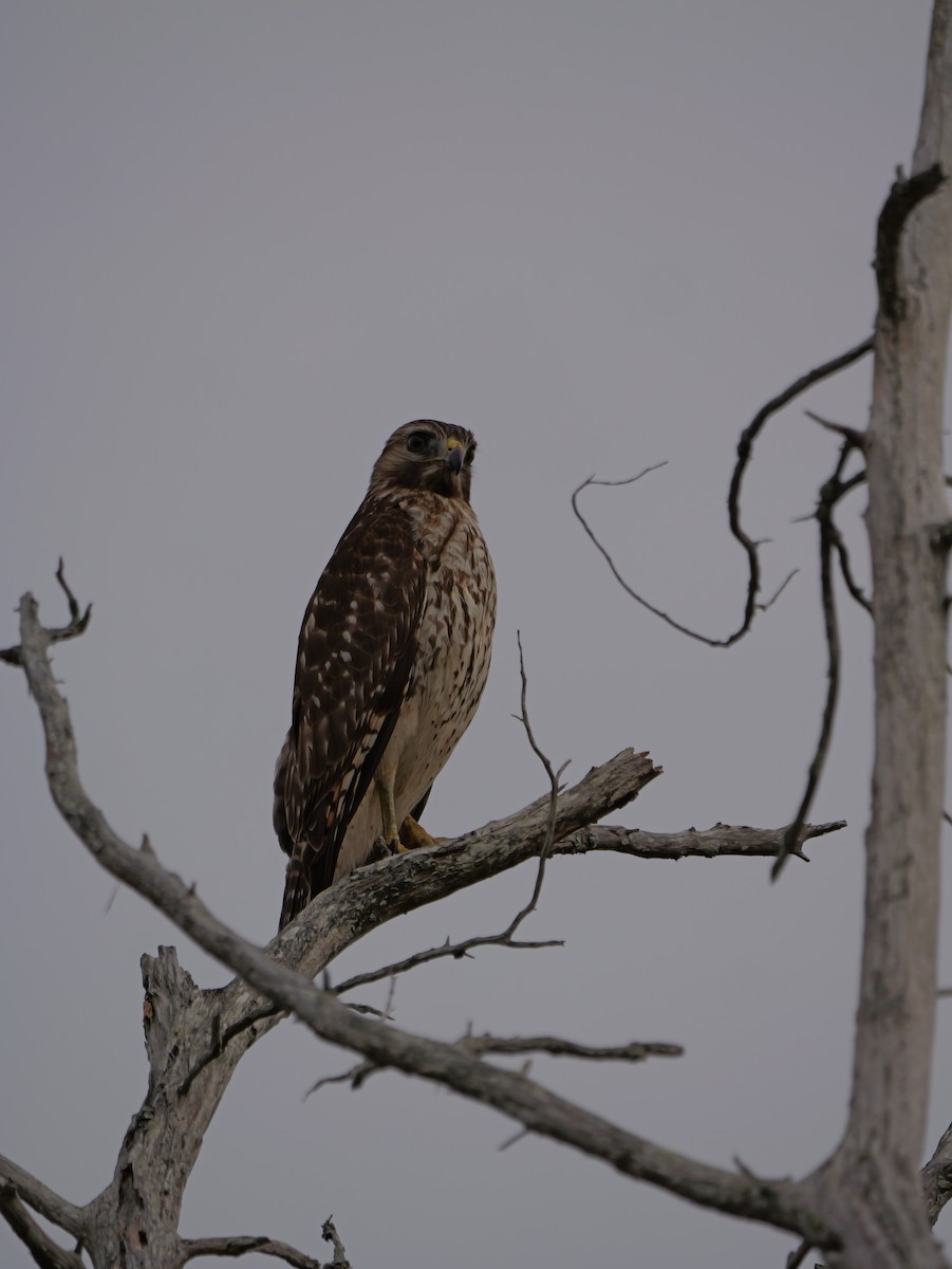 Красноплечий канюк - ML645625227