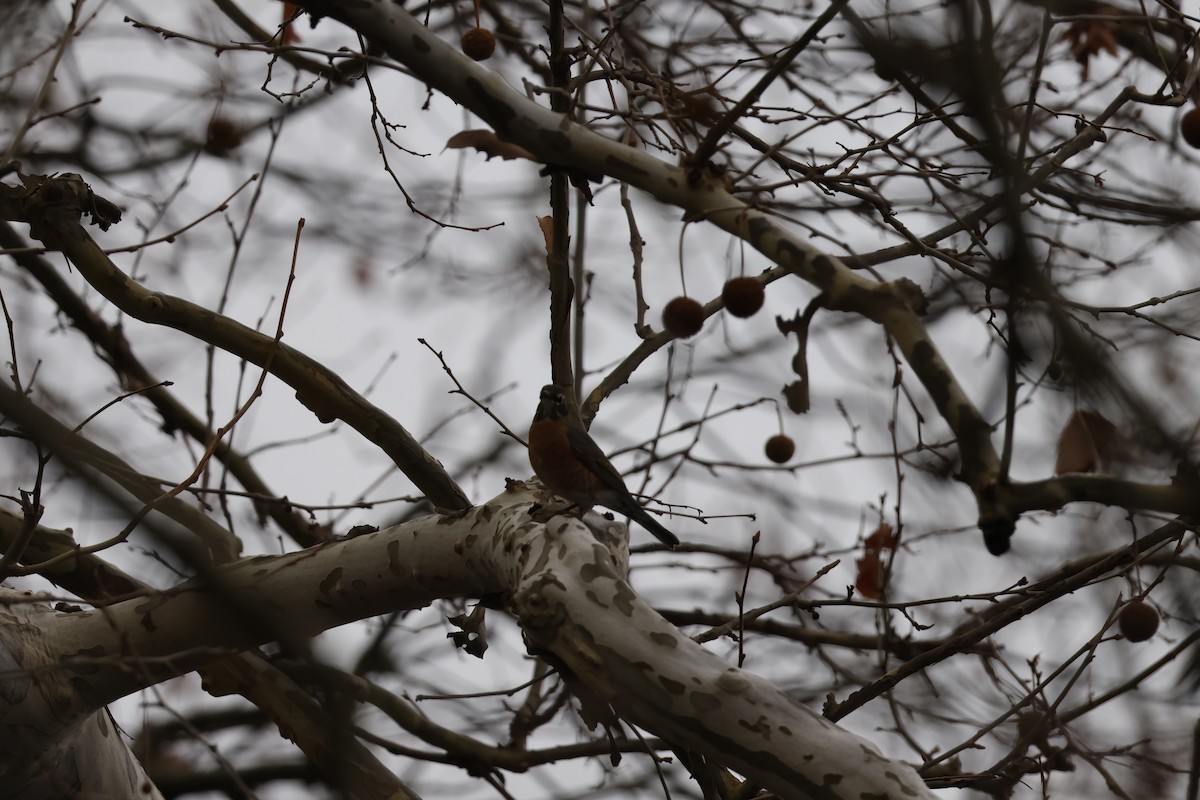 Странствующий дрозд - ML645625229