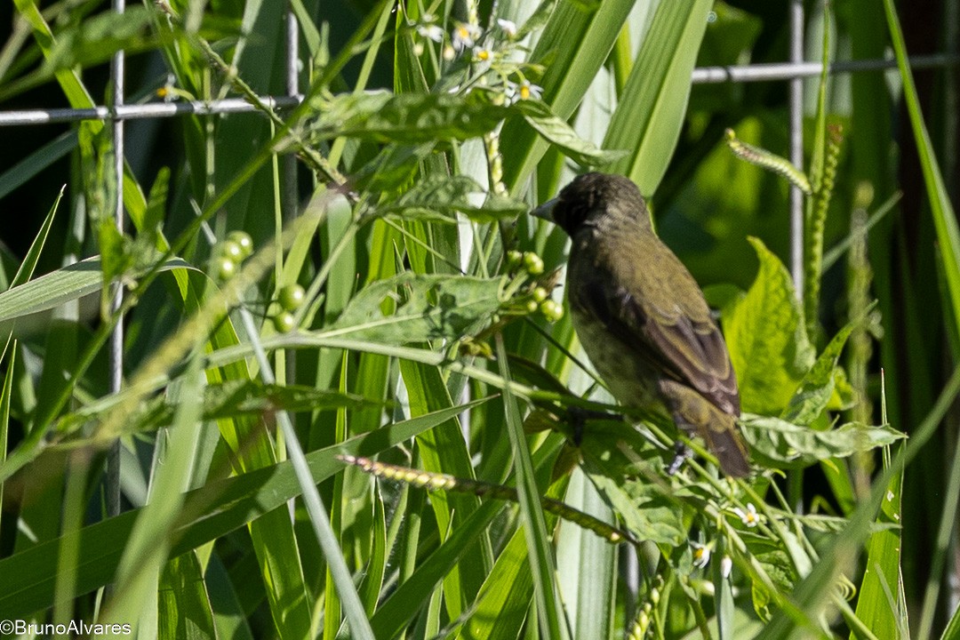 Пампасный просяночник - ML645625230