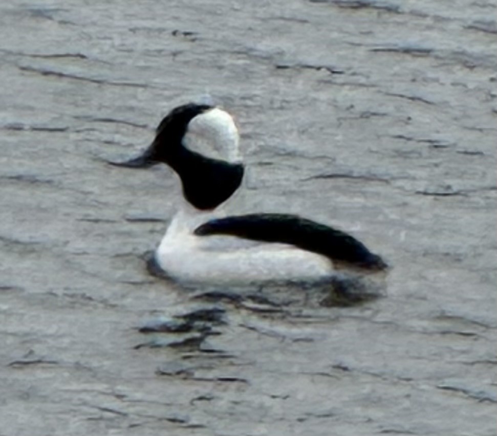 Гоголь-головастик - ML645625240