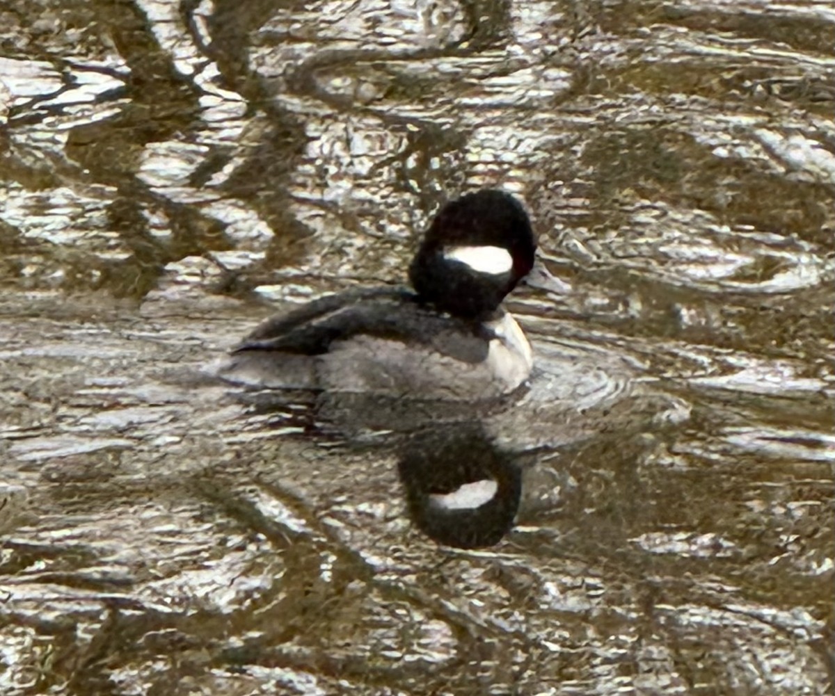 Гоголь-головастик - ML645625241