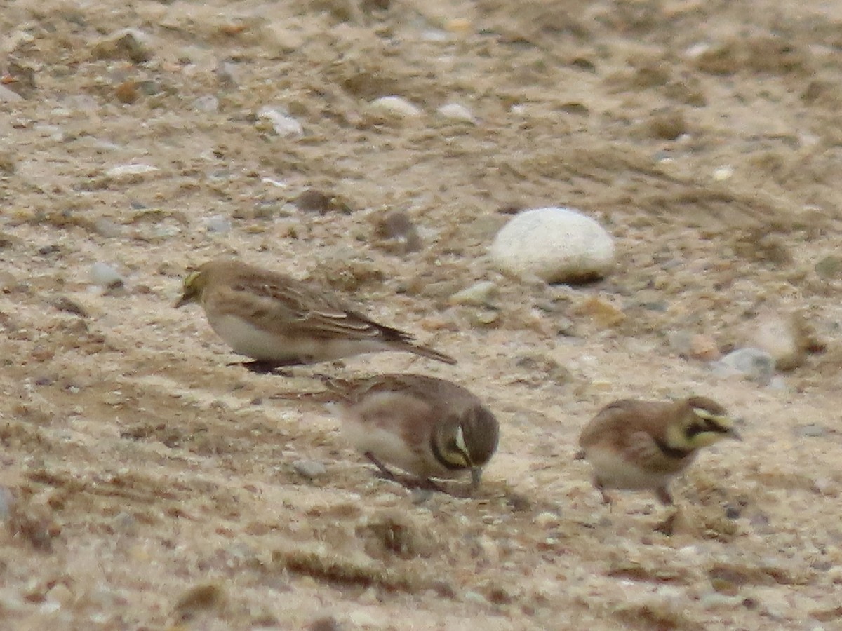 Рогатый жаворонок - ML645625242