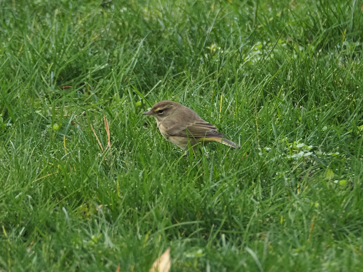 Palm Warbler - ML645625243