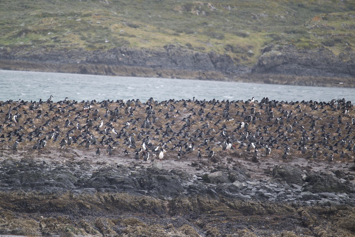 Imperial Cormorant - ML645625244