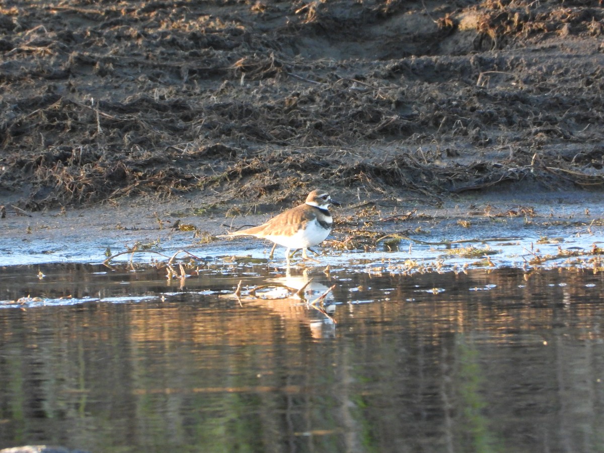 Крикливый зуёк - ML645625246