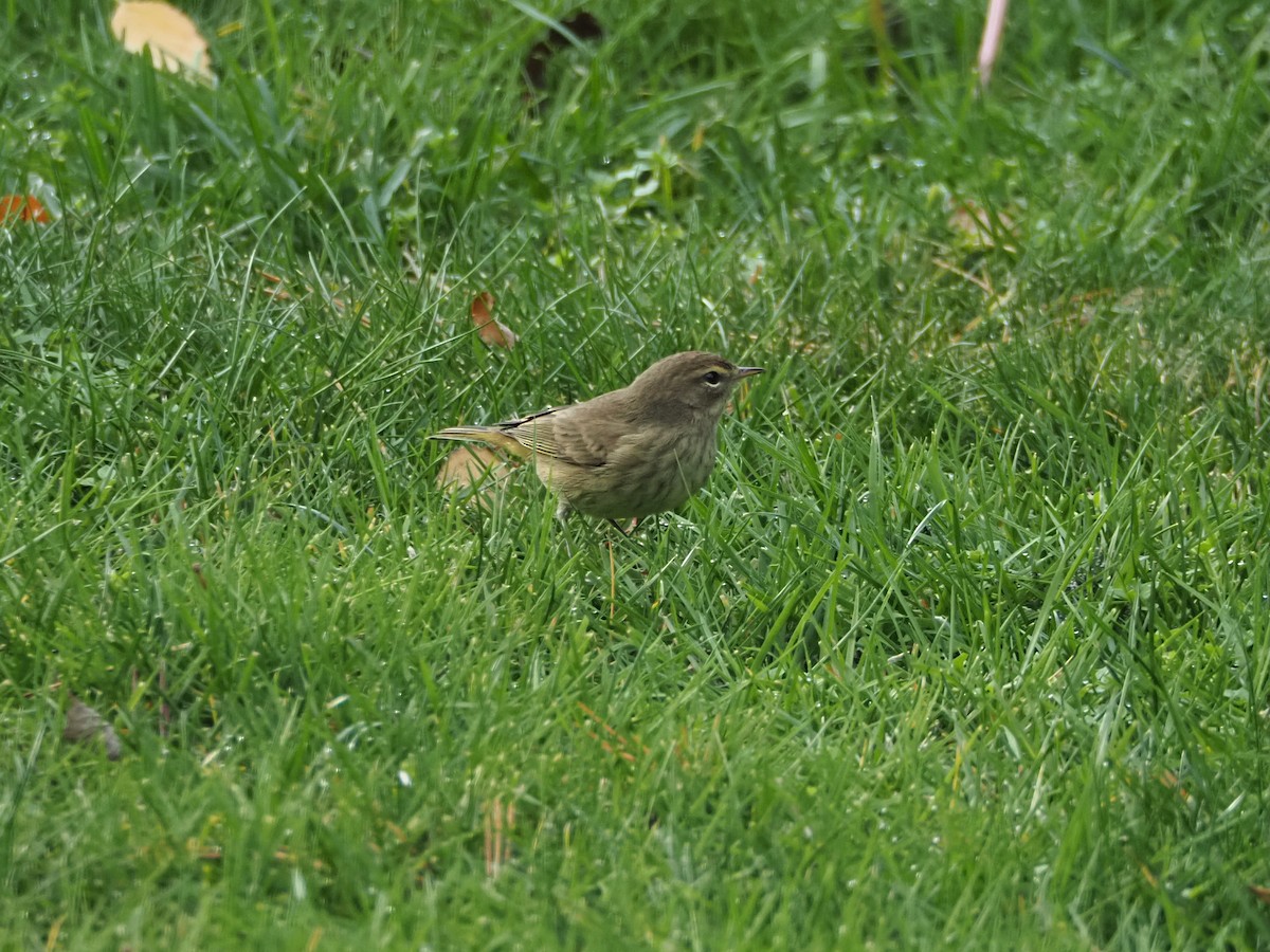 Palm Warbler - ML645625247