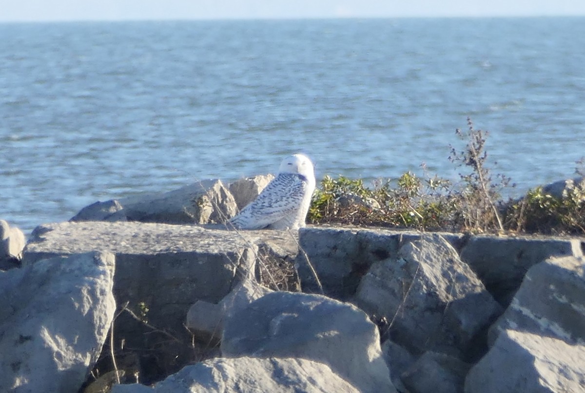 Белая сова - ML645625249