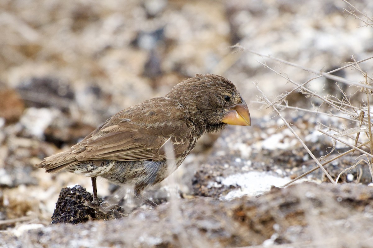 Большой галапагосский вьюрок - ML645625251