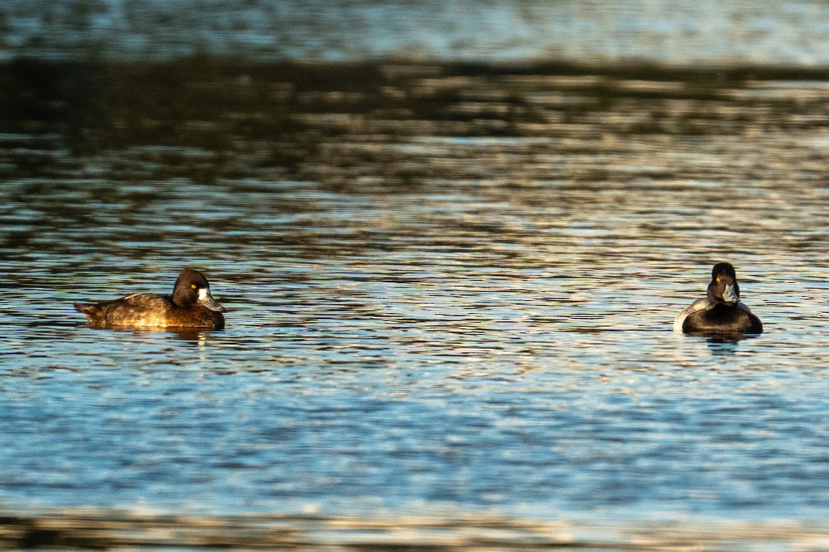 Малая морская чернеть - ML645625254