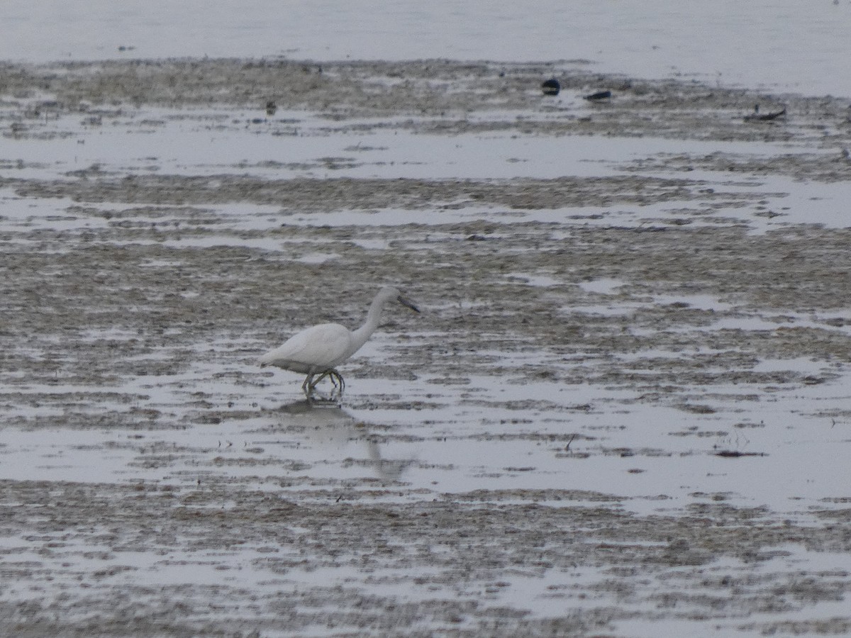 Малая голубая цапля - ML645625255