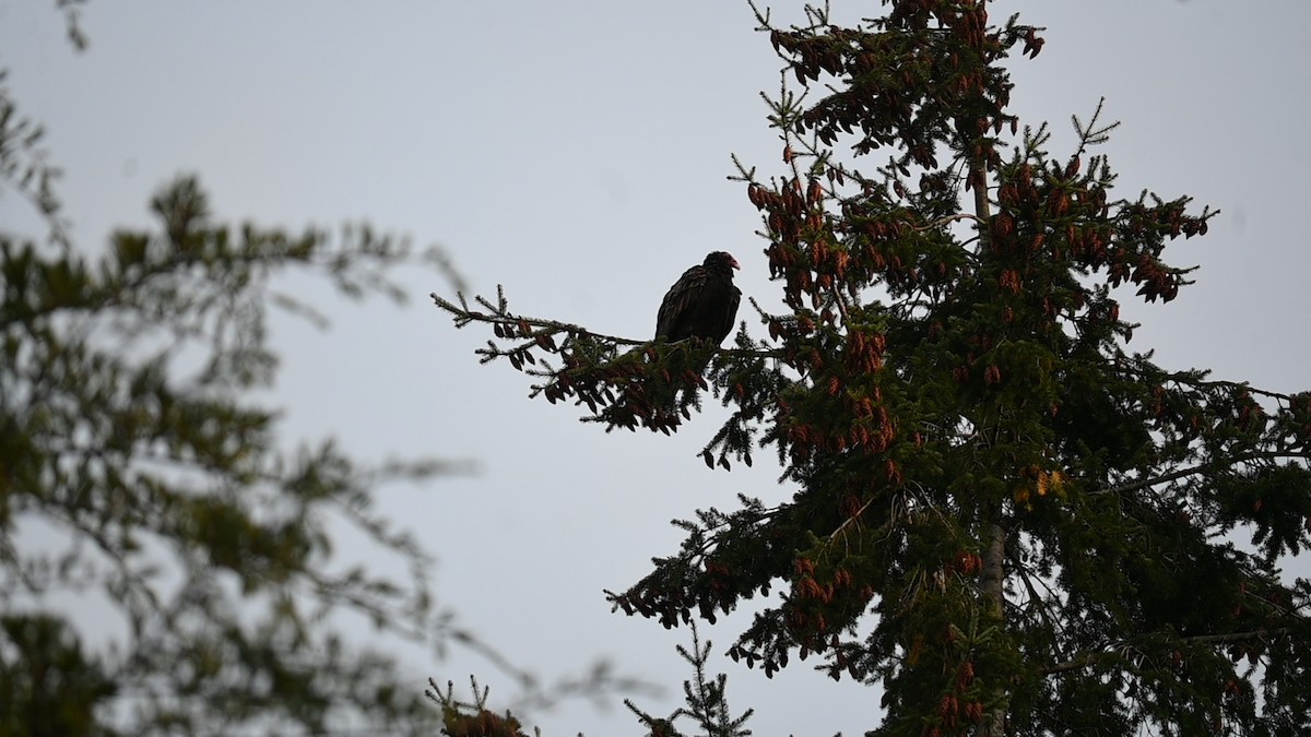 Катарта-индейка [группа aura] - ML645625262