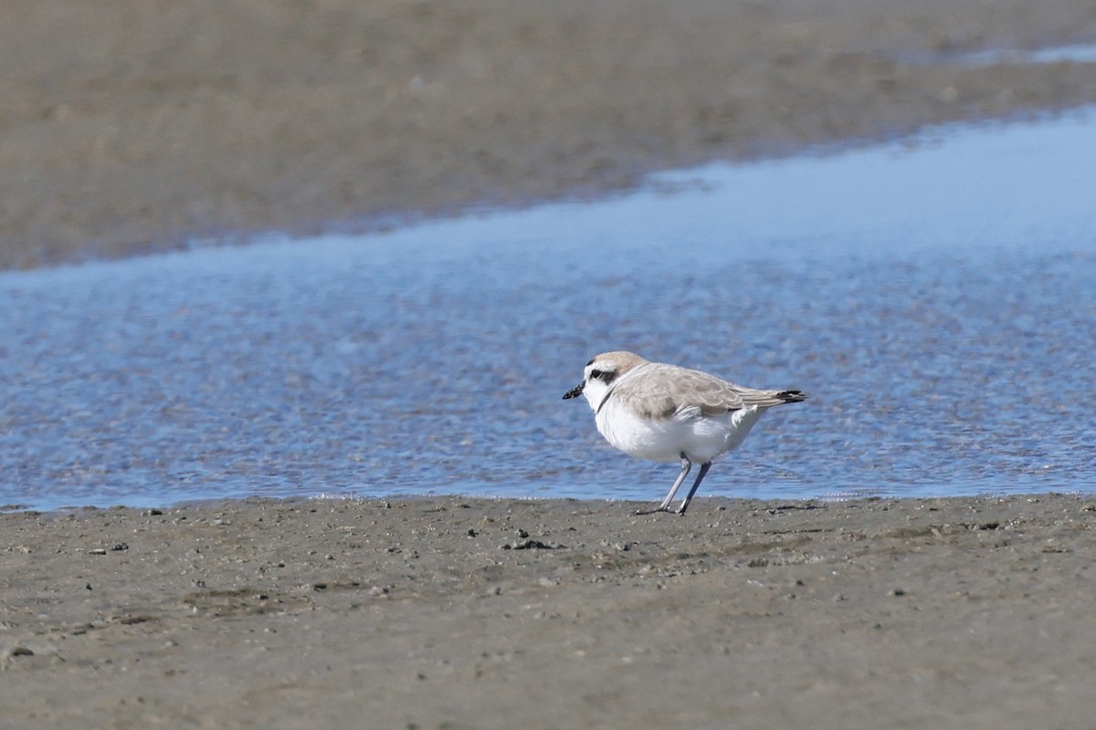 Бледный зуёк - ML645625263