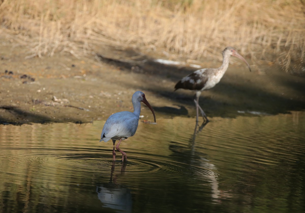 Ak Aynak - ML645625264