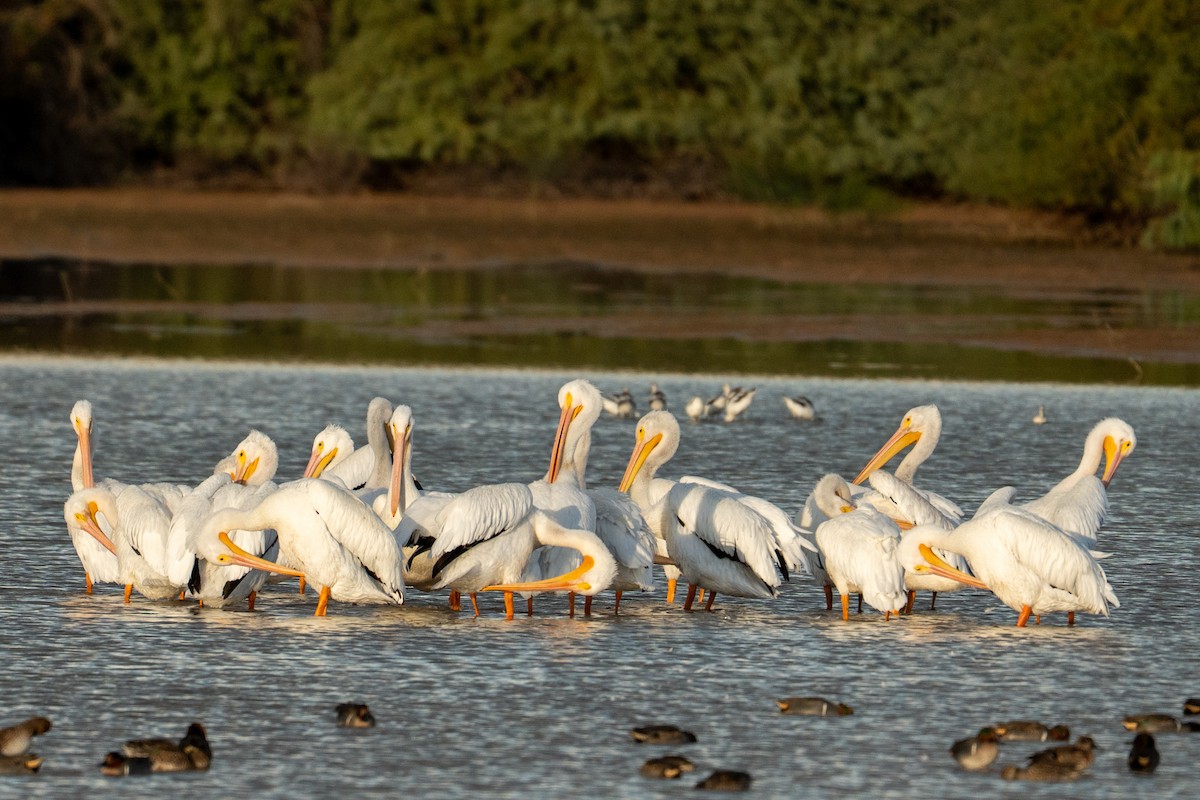 Nashornpelikan - ML645625266