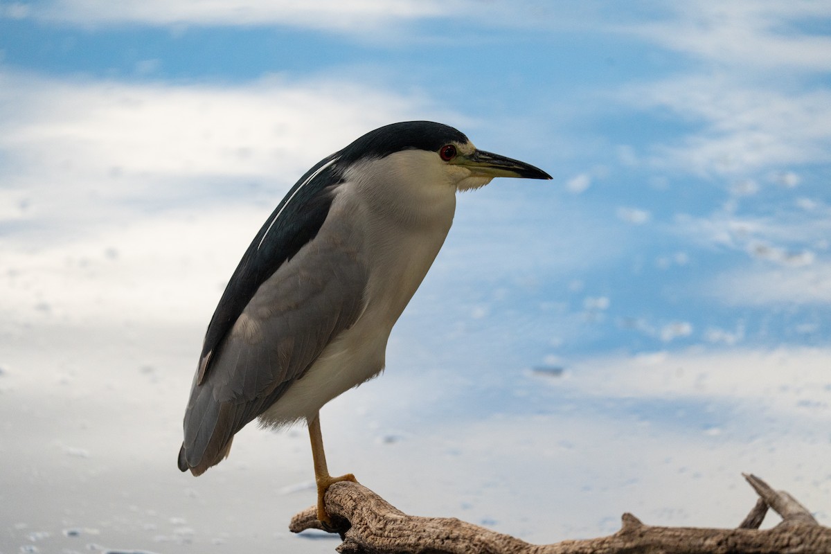 Nachtreiher - ML645625270