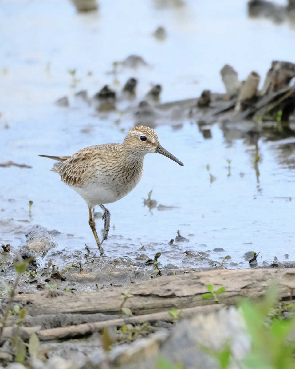 Çizgili Kumkuşu - ML645625279