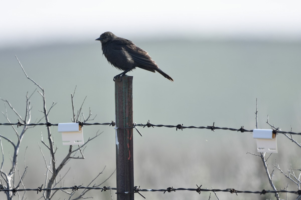 Brewer's Blackbird - ML645625298
