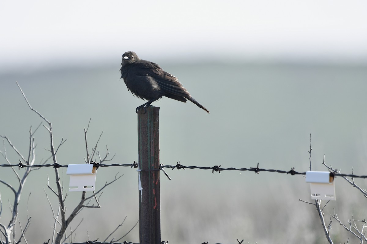 Brewer's Blackbird - ML645625300