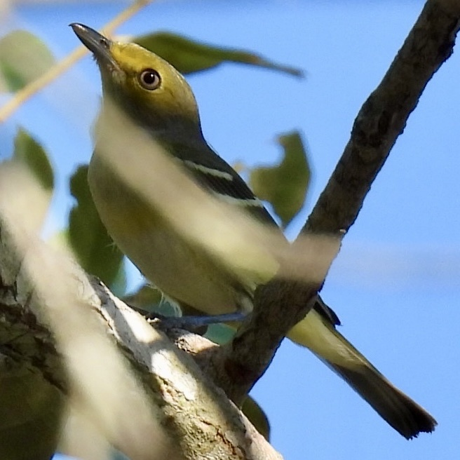ויראו לבן-עין - ML645625301