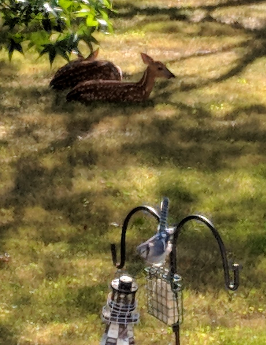 Blue Jay - ML645625307