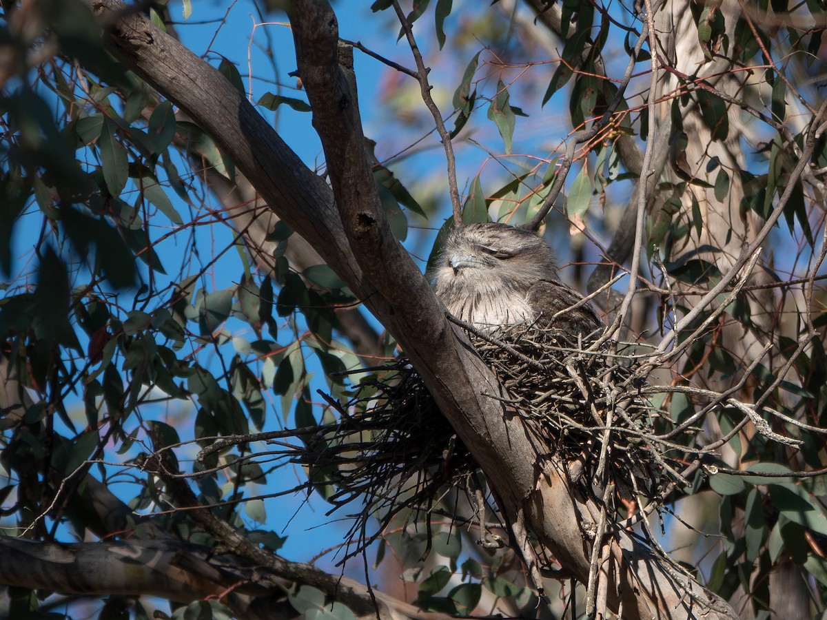 Tawny Frogmouth - ML645625319
