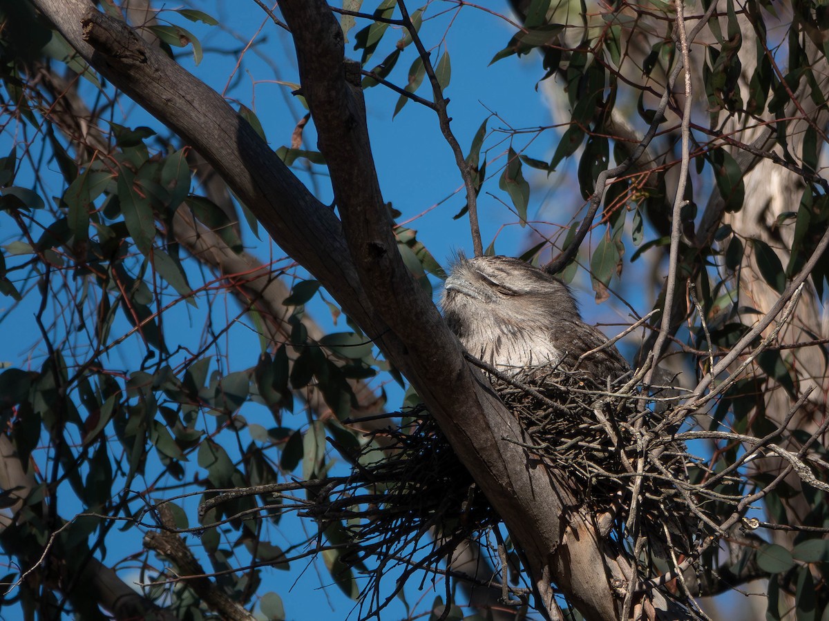 Tawny Frogmouth - ML645625320
