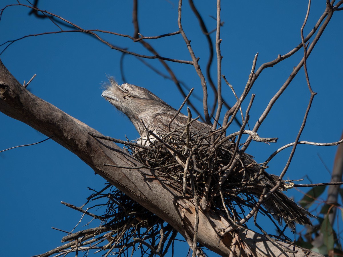 Tawny Frogmouth - ML645625321