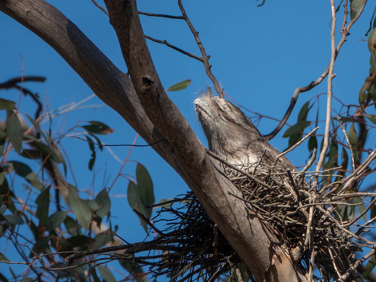 Tawny Frogmouth - ML645625322