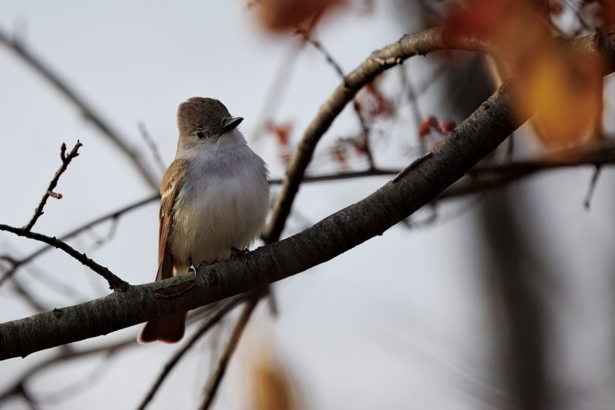 blektyrann - ML645625343