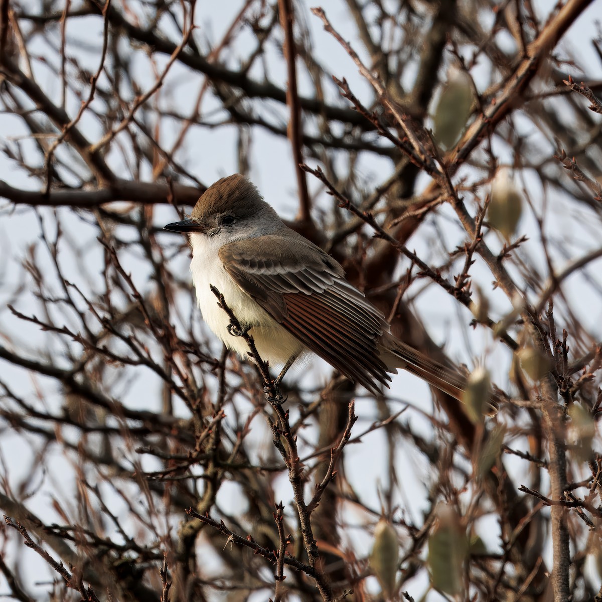 blektyrann - ML645625346