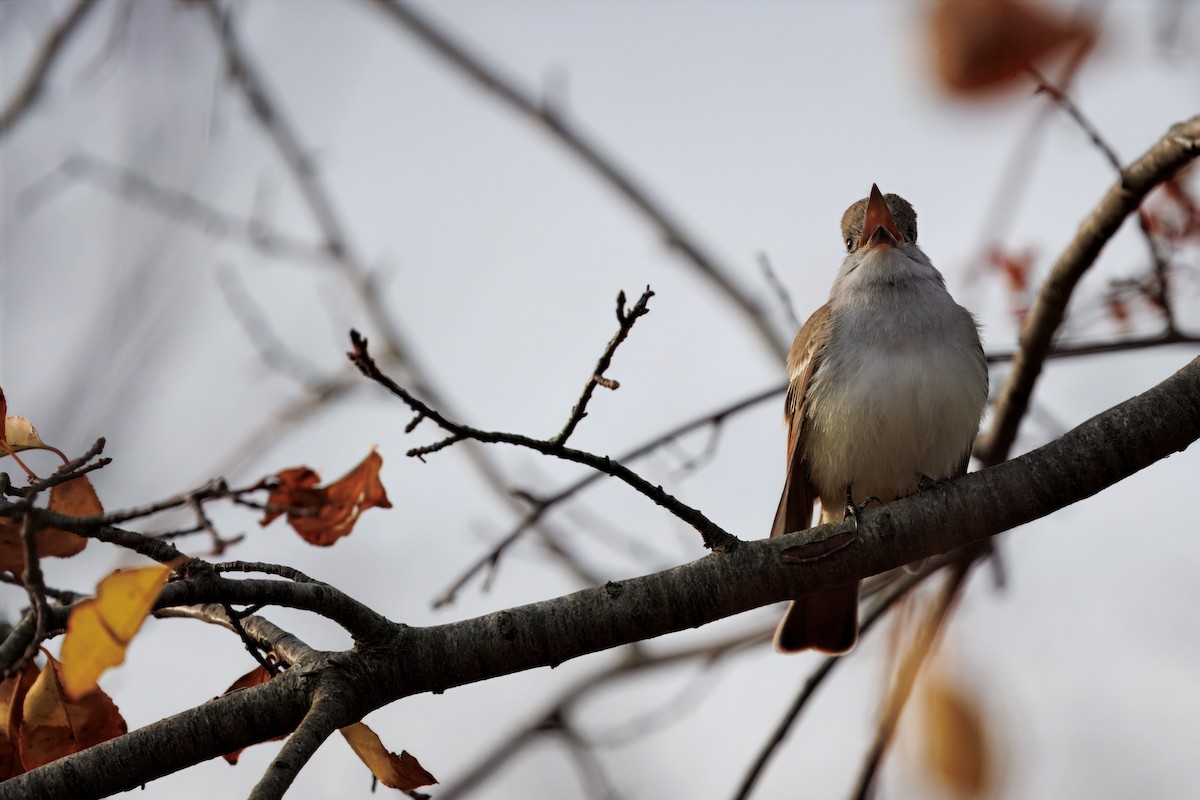 blektyrann - ML645625347