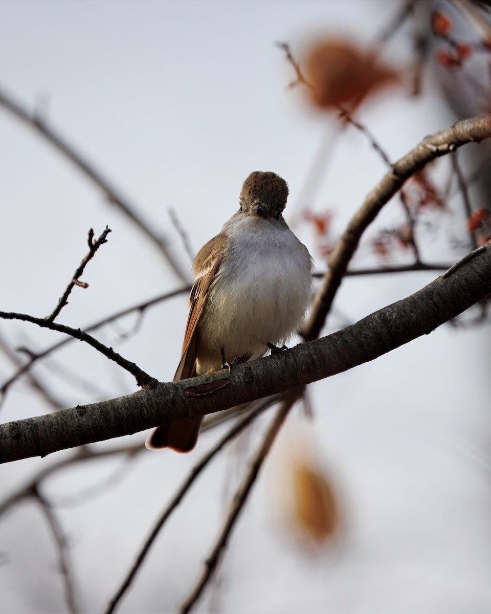 blektyrann - ML645625348