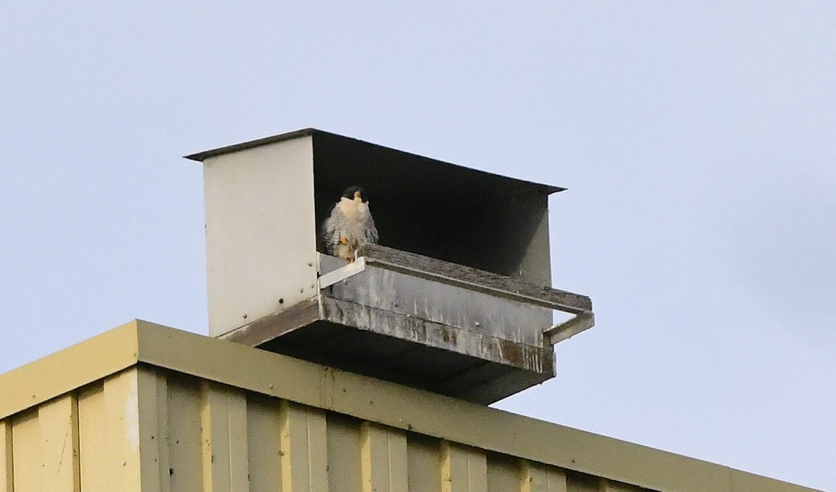 sokol stěhovavý - ML645625349