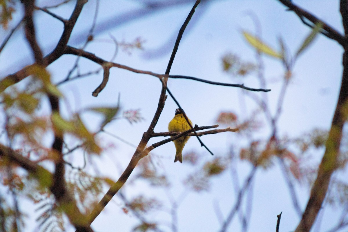 čížek jihoamerický - ML645625352