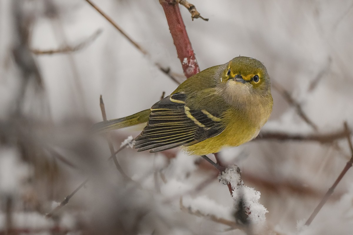 White-eyed Vireo - ML645625361