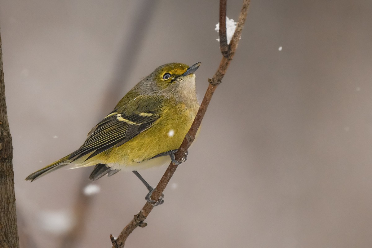 White-eyed Vireo - ML645625362