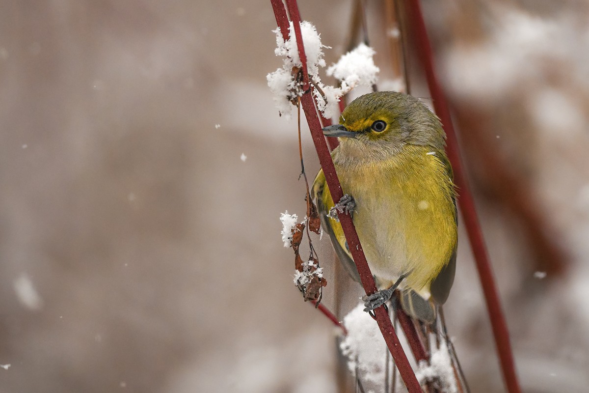 White-eyed Vireo - ML645625363