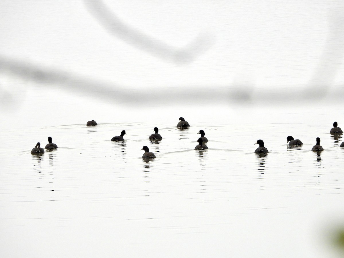 Kopetazuri amerikarra - ML645625369