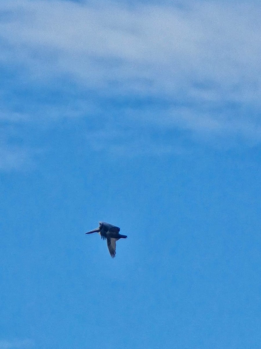 カッショクペリカン - ML645625378