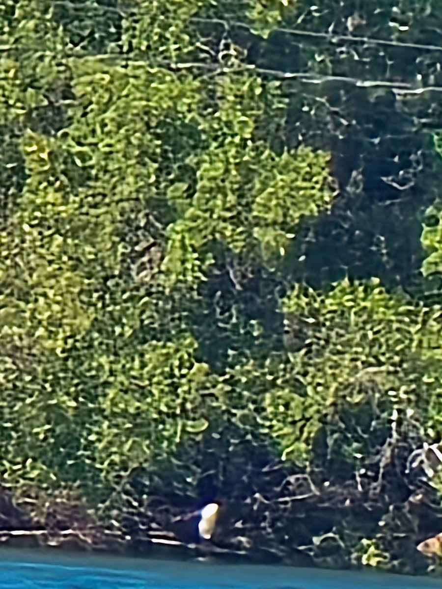 アカクロサギ - ML645625390