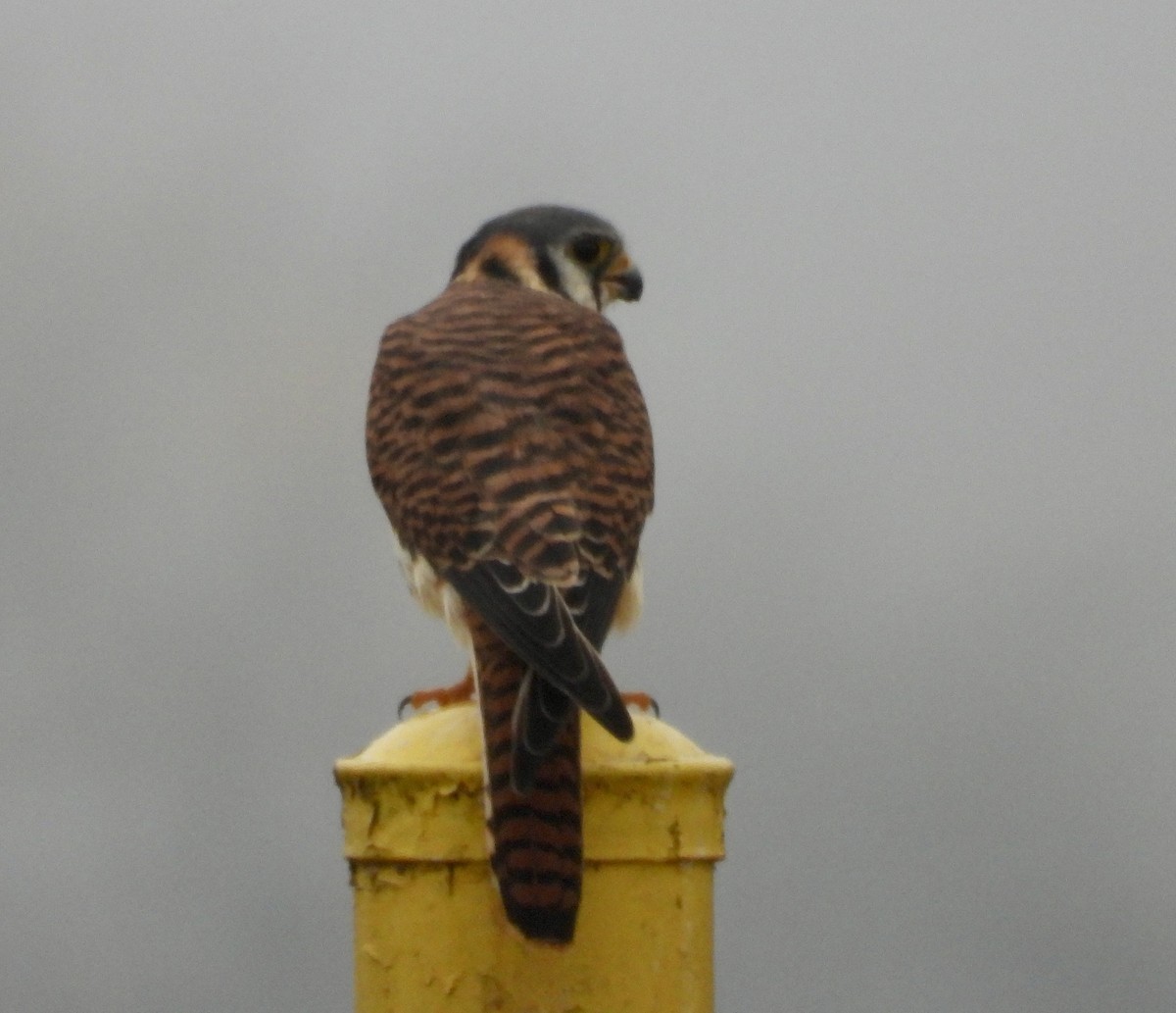 Belatz amerikarra - ML645625392