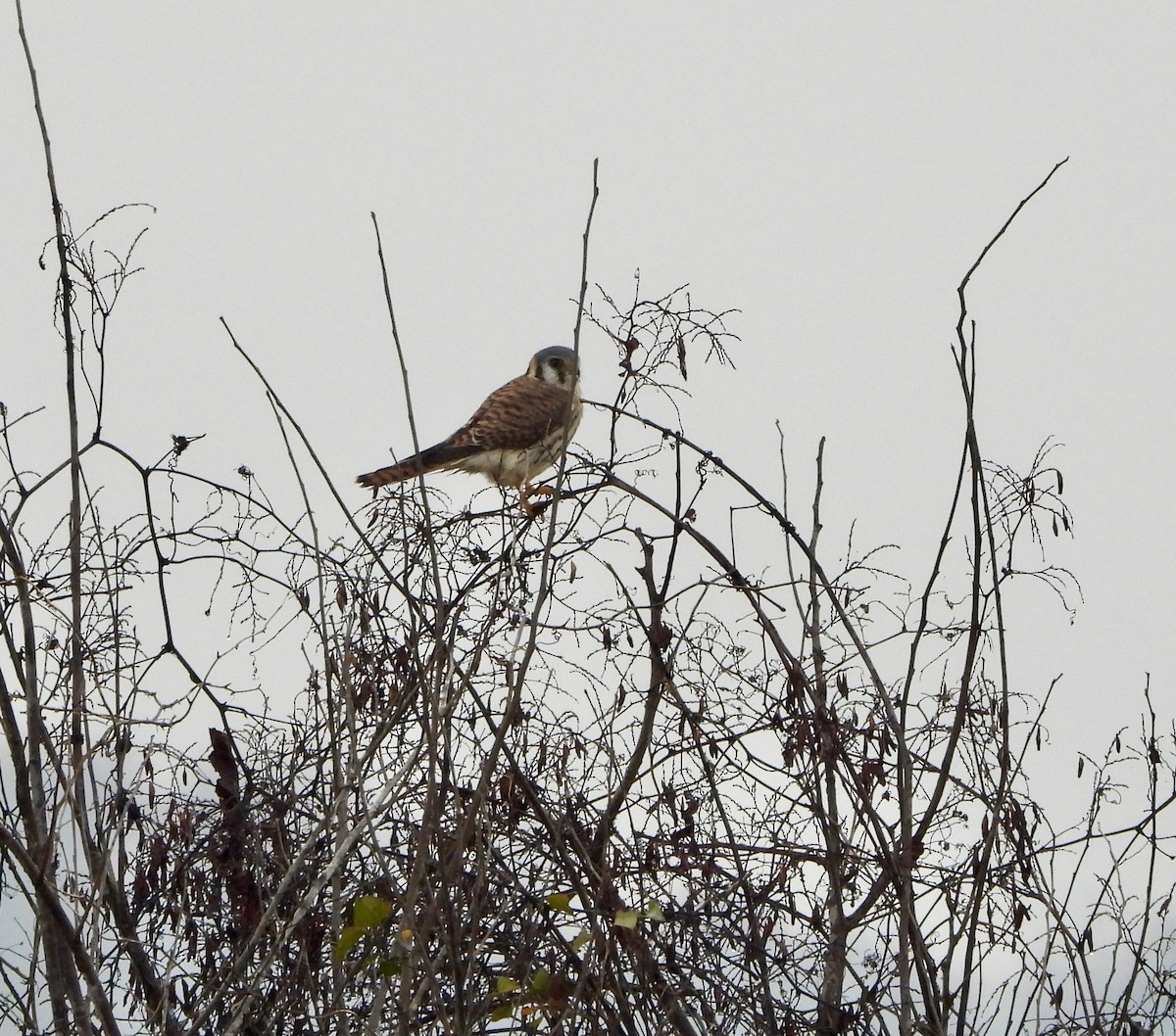 Belatz amerikarra - ML645625393