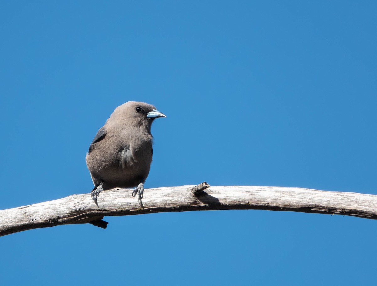 Dusky Woodswallow - ML645625400