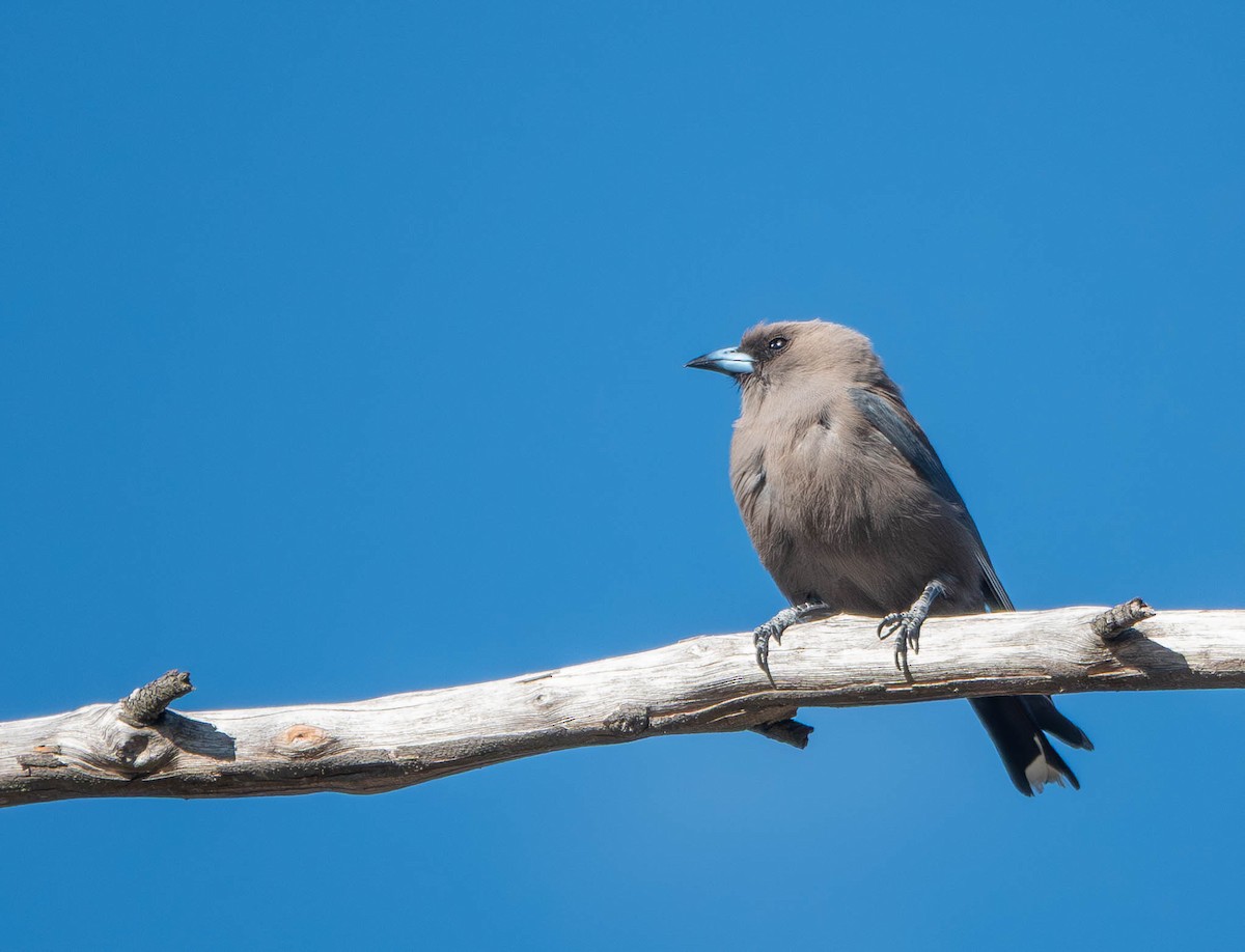 Dusky Woodswallow - ML645625404