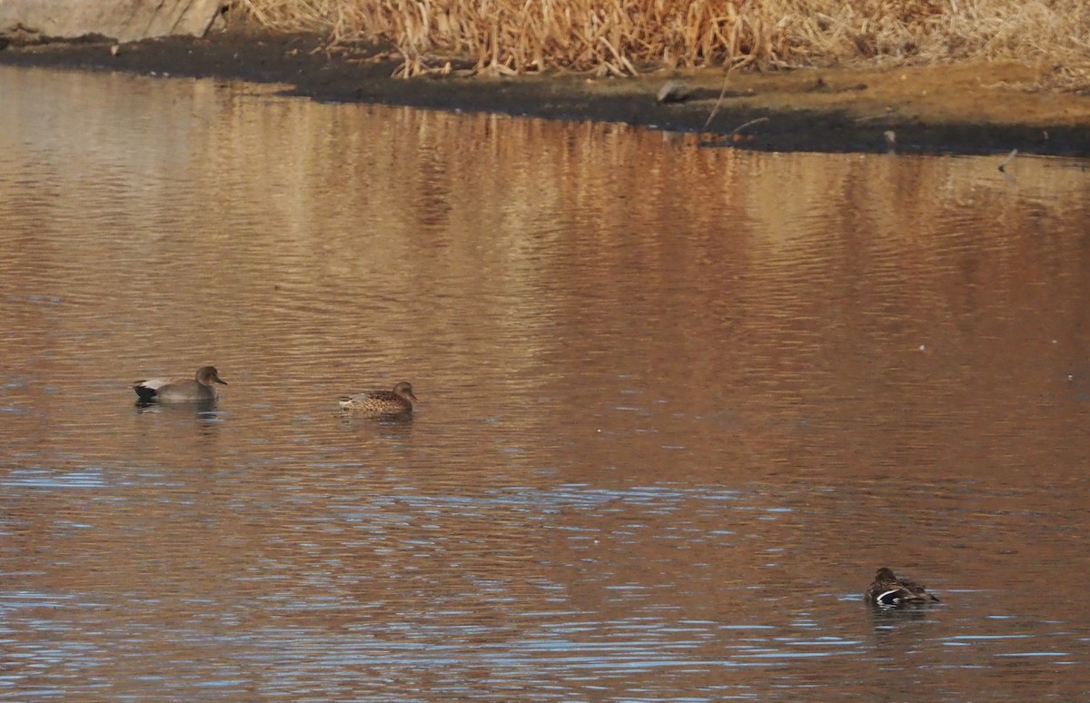 Нерозень - ML645625405