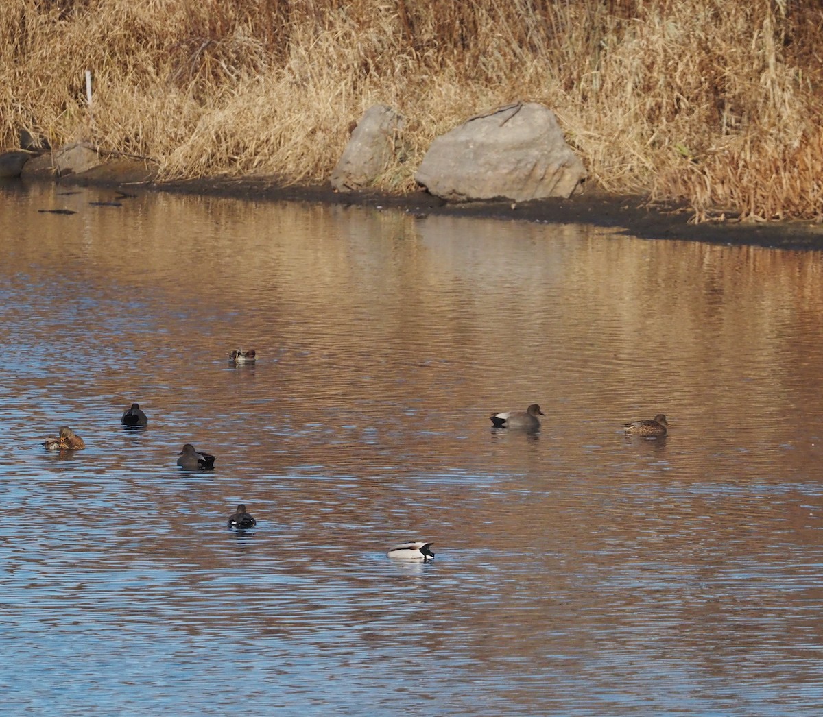 Нерозень - ML645625406