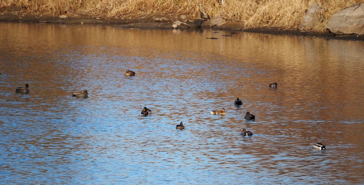 Нерозень - ML645625407